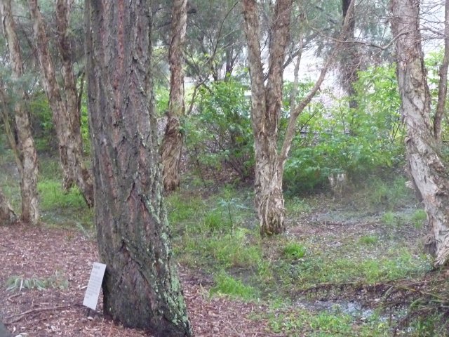 Endangered Woodland of Cumberland Plain, Western Sydney | A History of ...